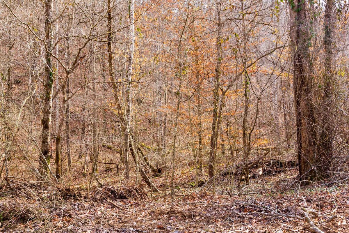 Decorative background for Blackstone Mountain Phase II Tract 59 image 14