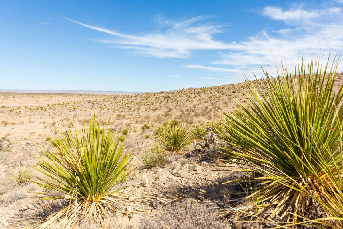 Decorative background for Sunrise Ranches Phase III Tract 117 image 10