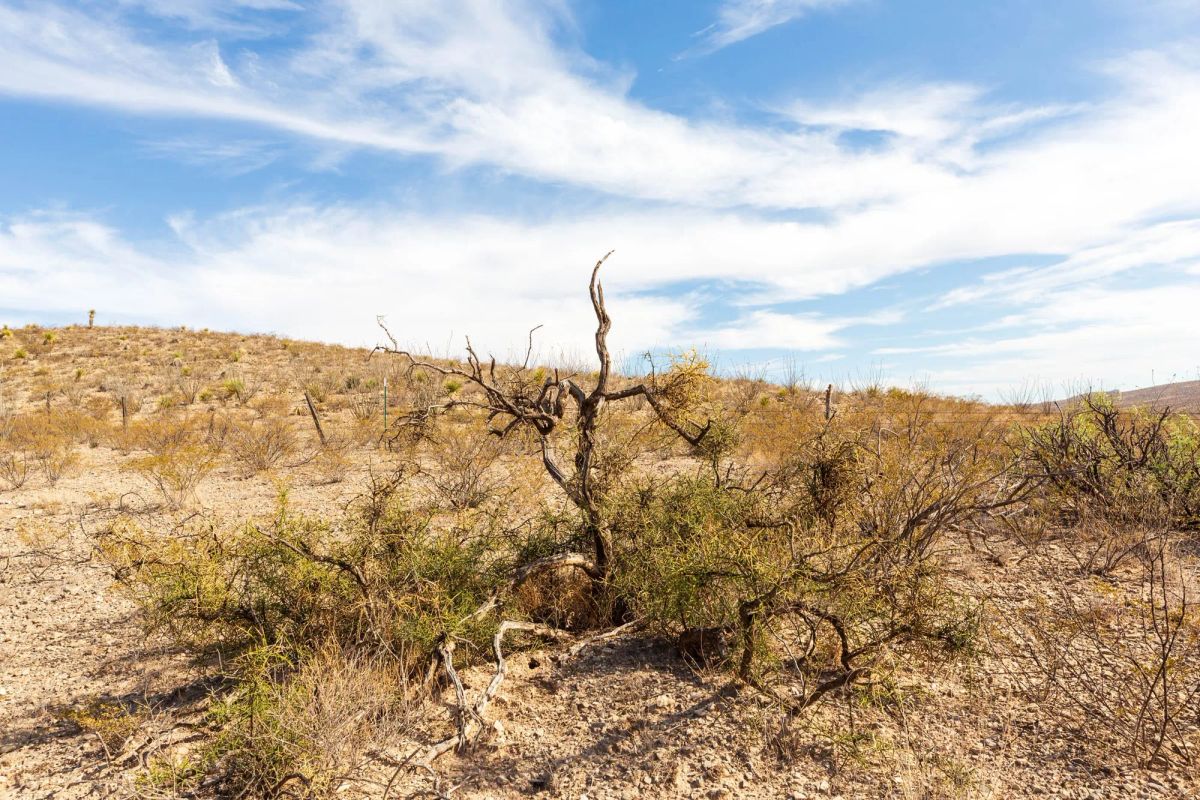 Decorative background for Sunrise Ranches Phase III Tract 117 image 13