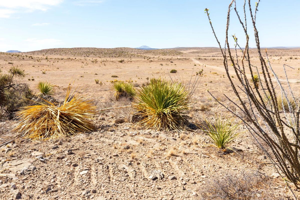 Decorative background for Sunrise Ranches Phase III Tract 117 image 16