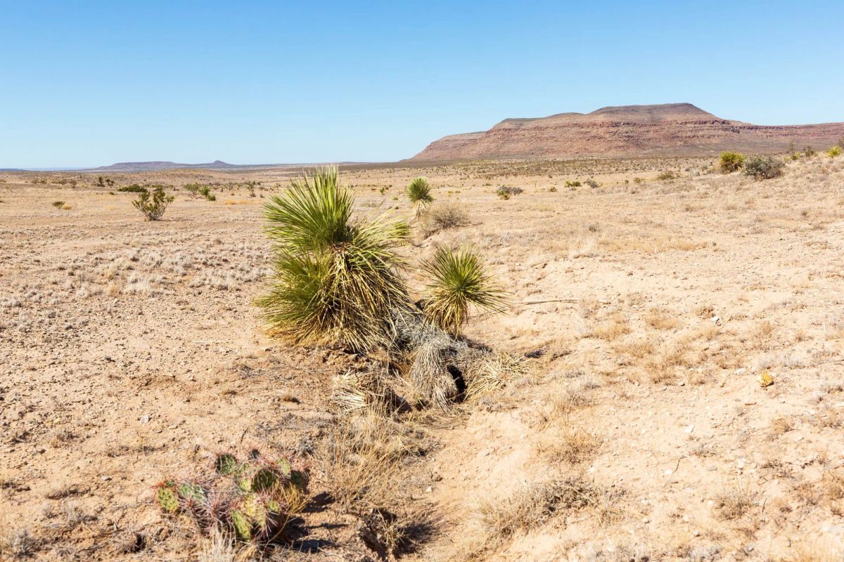 Decorative background for Sunrise Ranches Phase III Tract 117 image 19