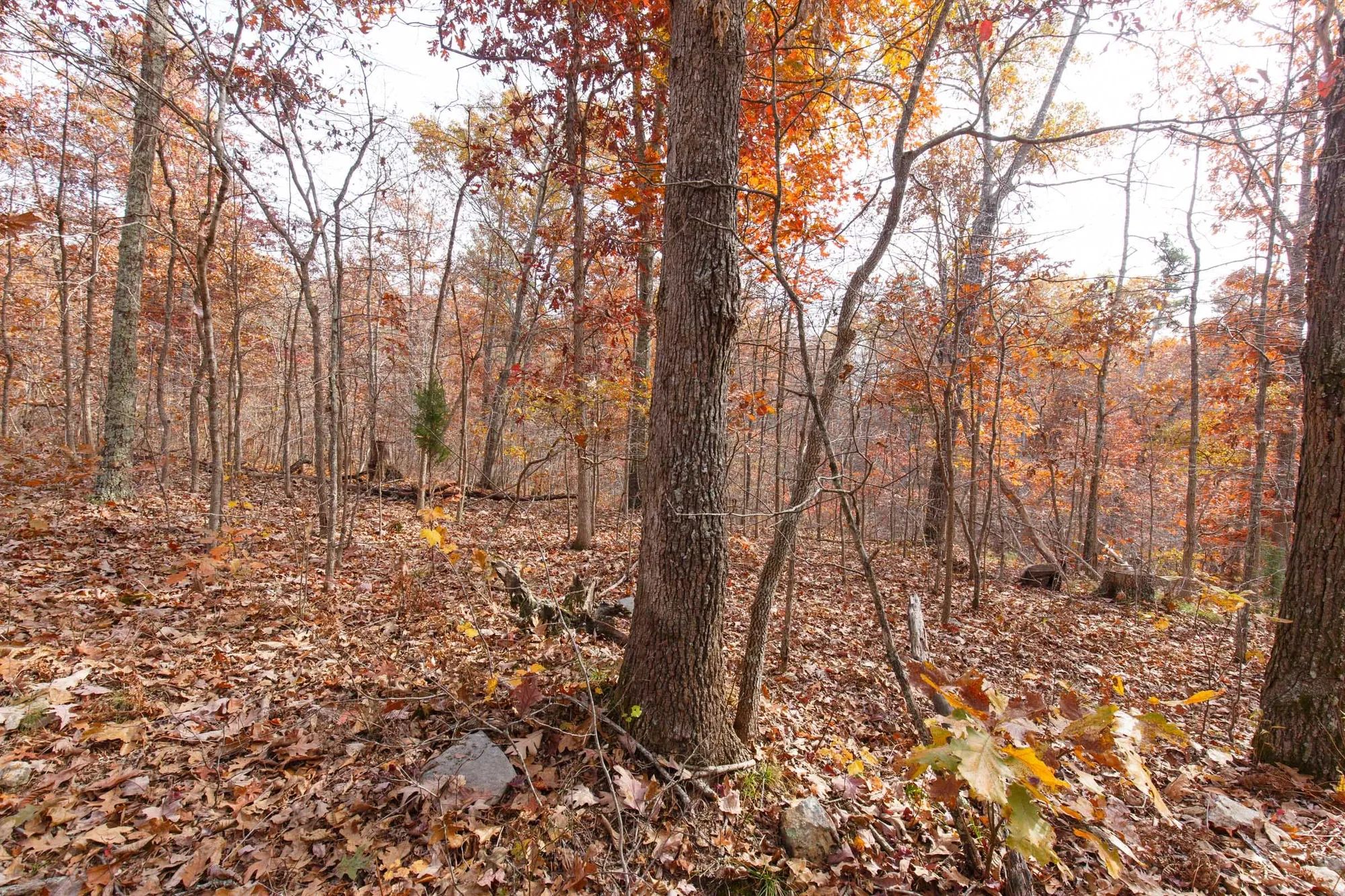 Hawkcrest Tract 46 in Reynolds County, MO