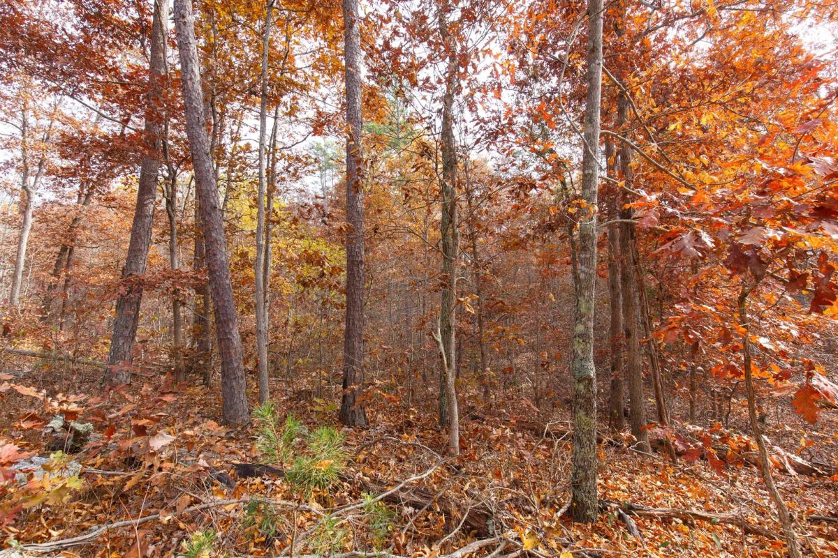 Decorative background for Hawkcrest Tract 46 image 5