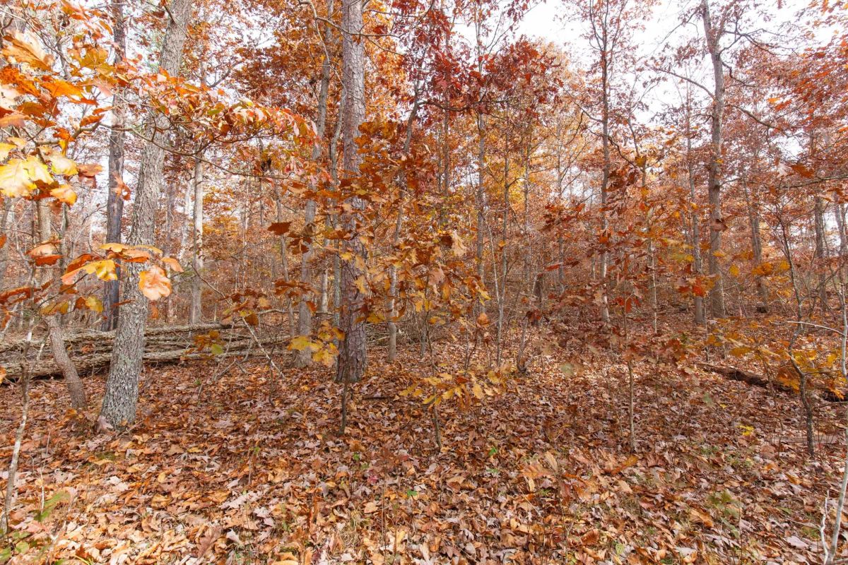 Decorative background for Hawkcrest Tract 46 image 7
