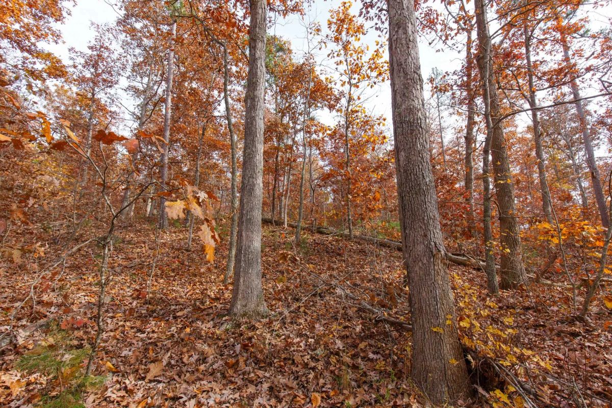 Decorative background for Hawkcrest Tract 46 image 8