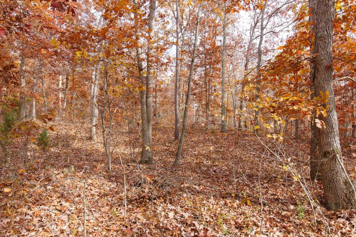 Decorative background for Hawkcrest Tract 46 image 9
