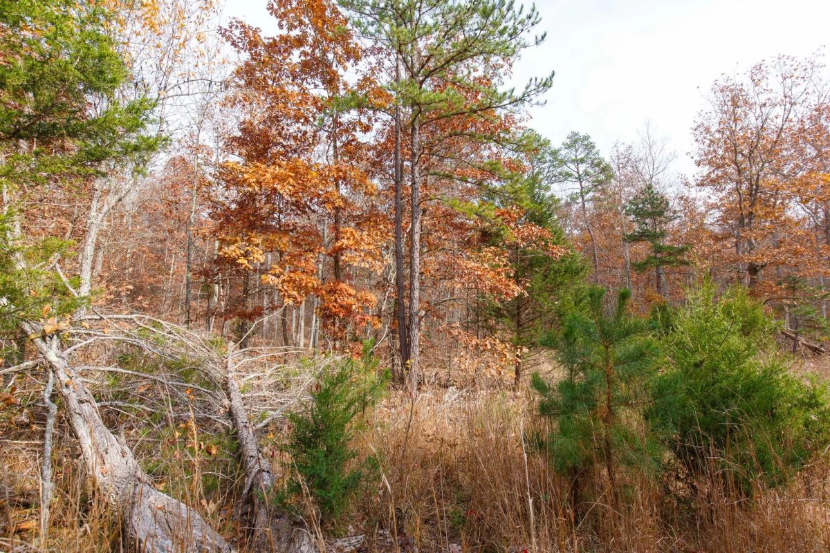 Decorative background for Hawkcrest Tract 46 image 10