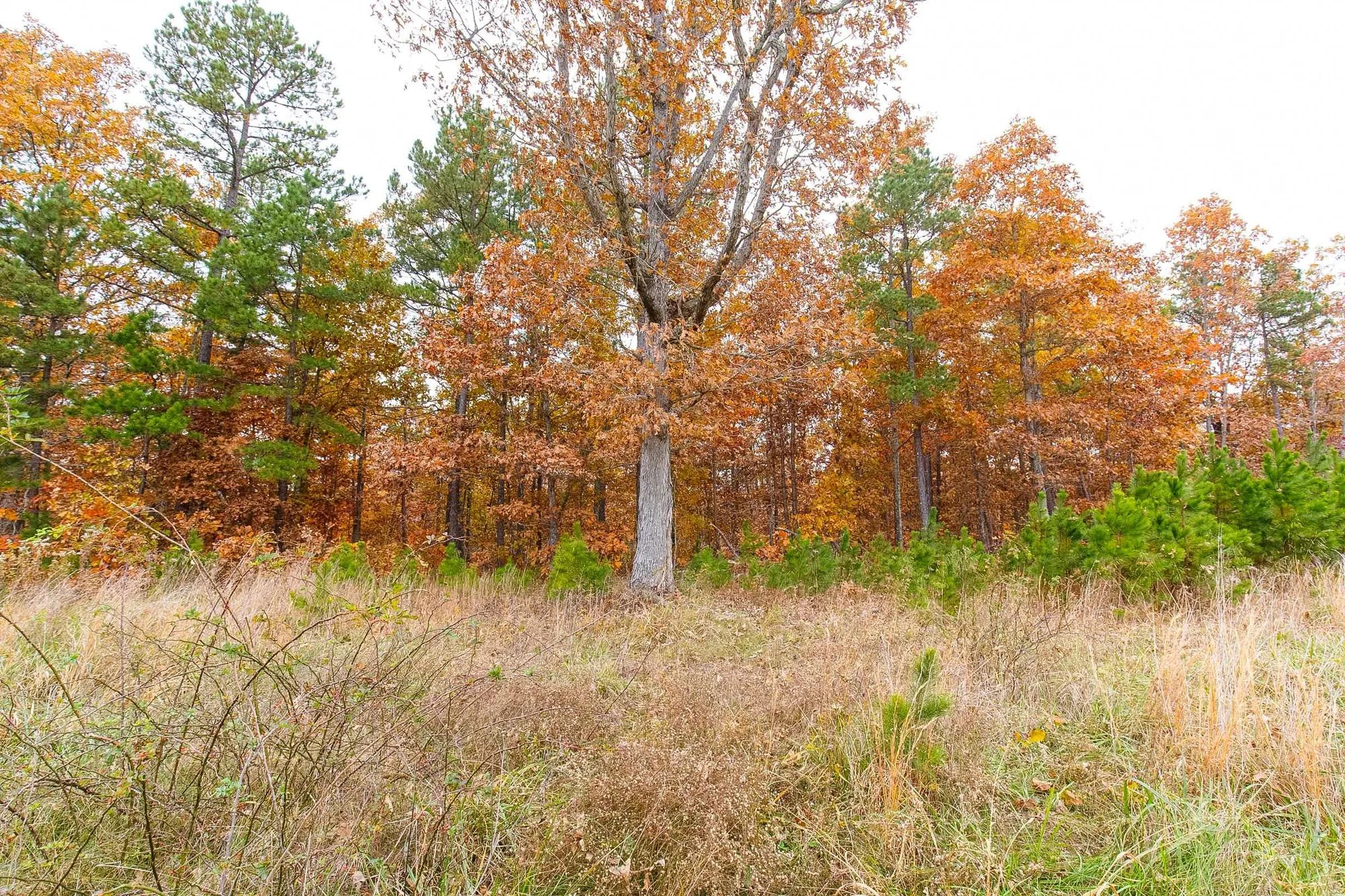 Hawkcrest Tract 16 in Reynolds County, MO