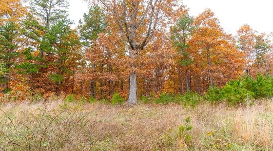 Hawkcrest Tract 16 in Reynolds County, MO