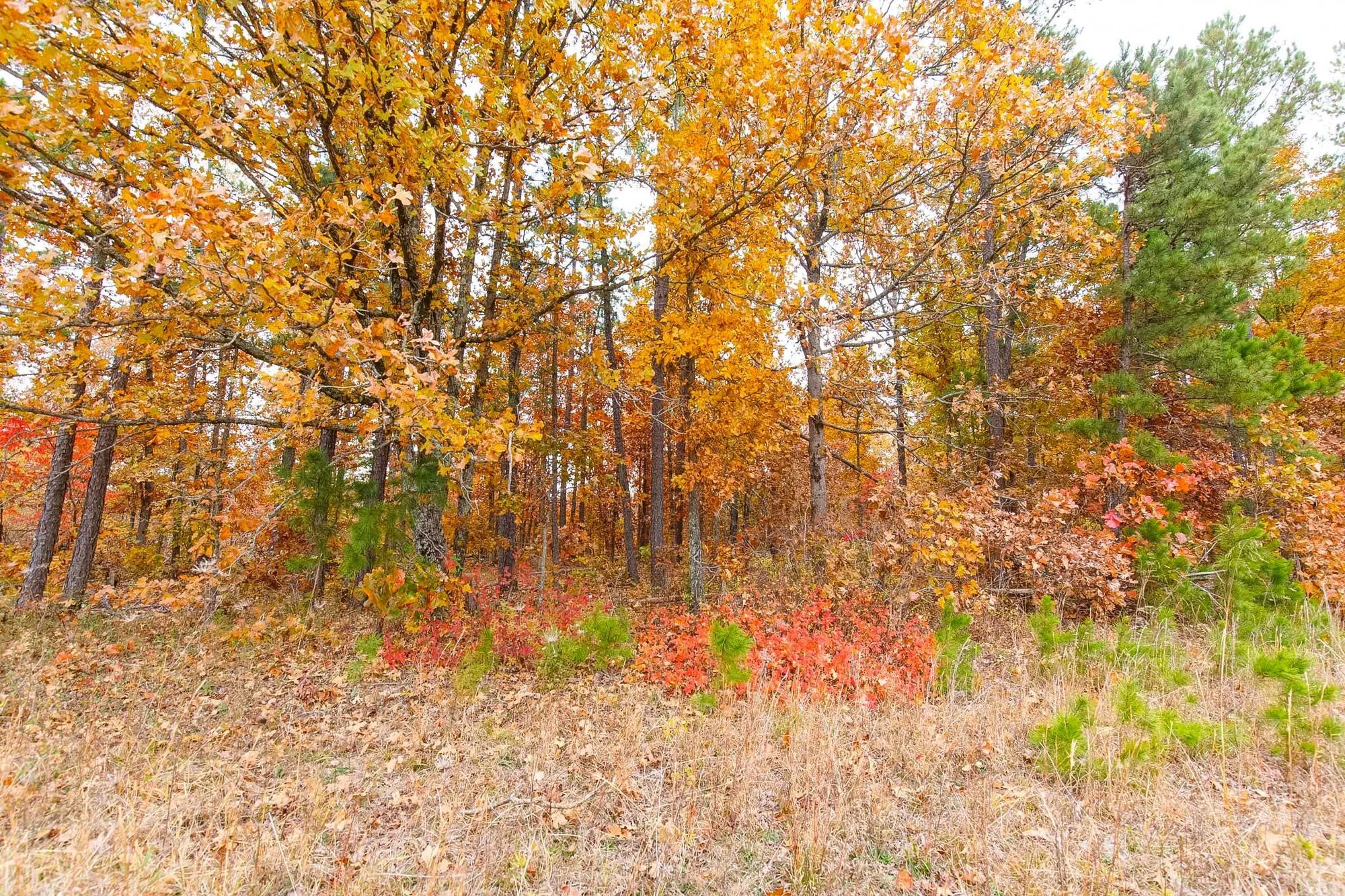Hawkcrest Tract 16 in Reynolds County, MO