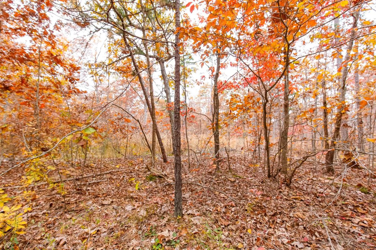 Decorative background for Hawkcrest Tract 16 image 5