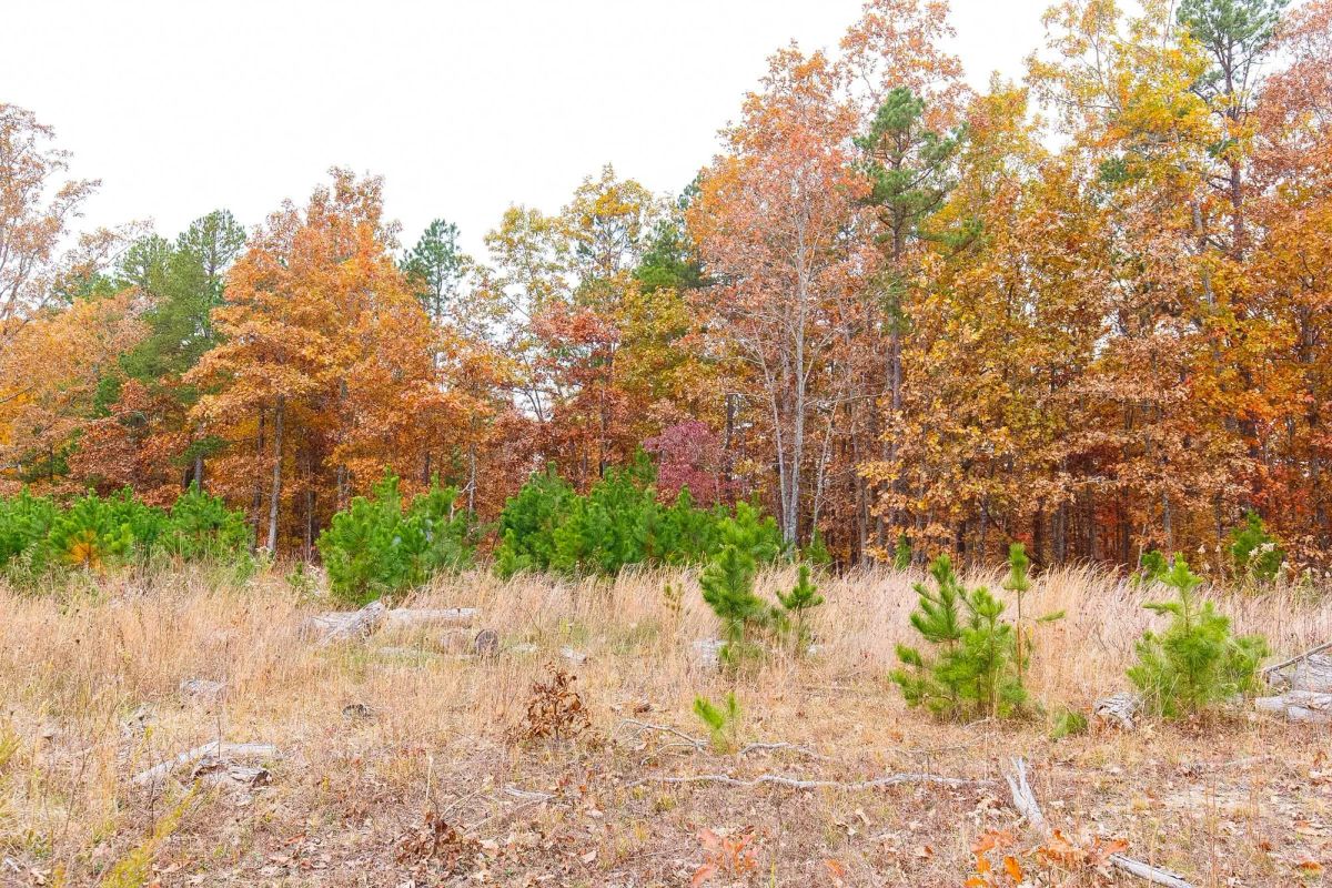 Decorative background for Hawkcrest Tract 16 image 10