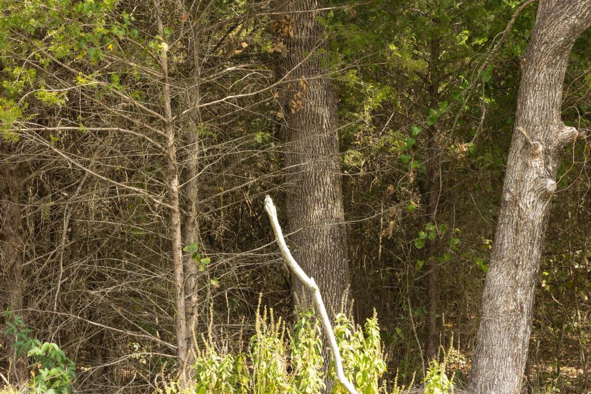 Reserves At Cattail Cove Phase II Tract 67 - Image 3