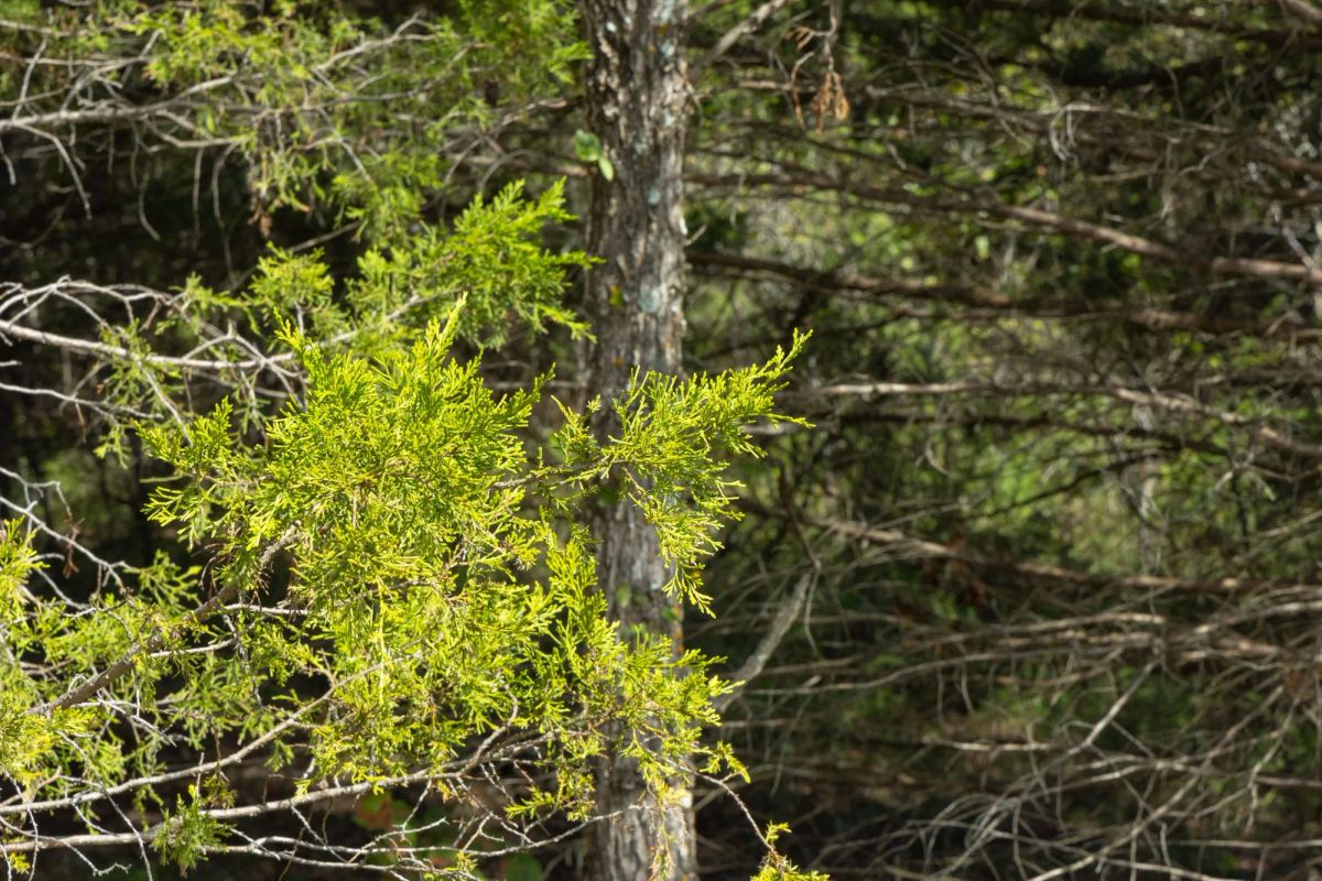 Decorative background for Reserves At Cattail Cove Phase II Tract 67 image 5