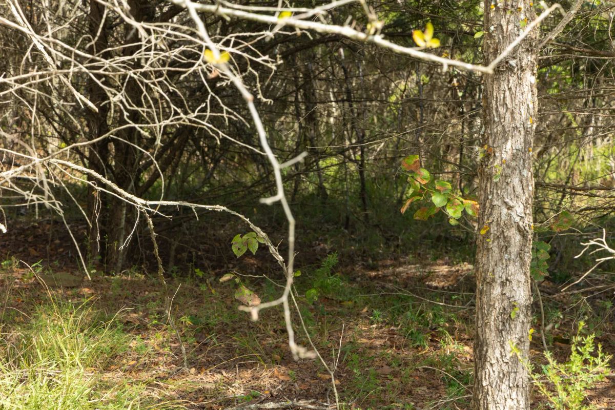 Decorative background for Reserves At Cattail Cove Phase II Tract 67 image 6