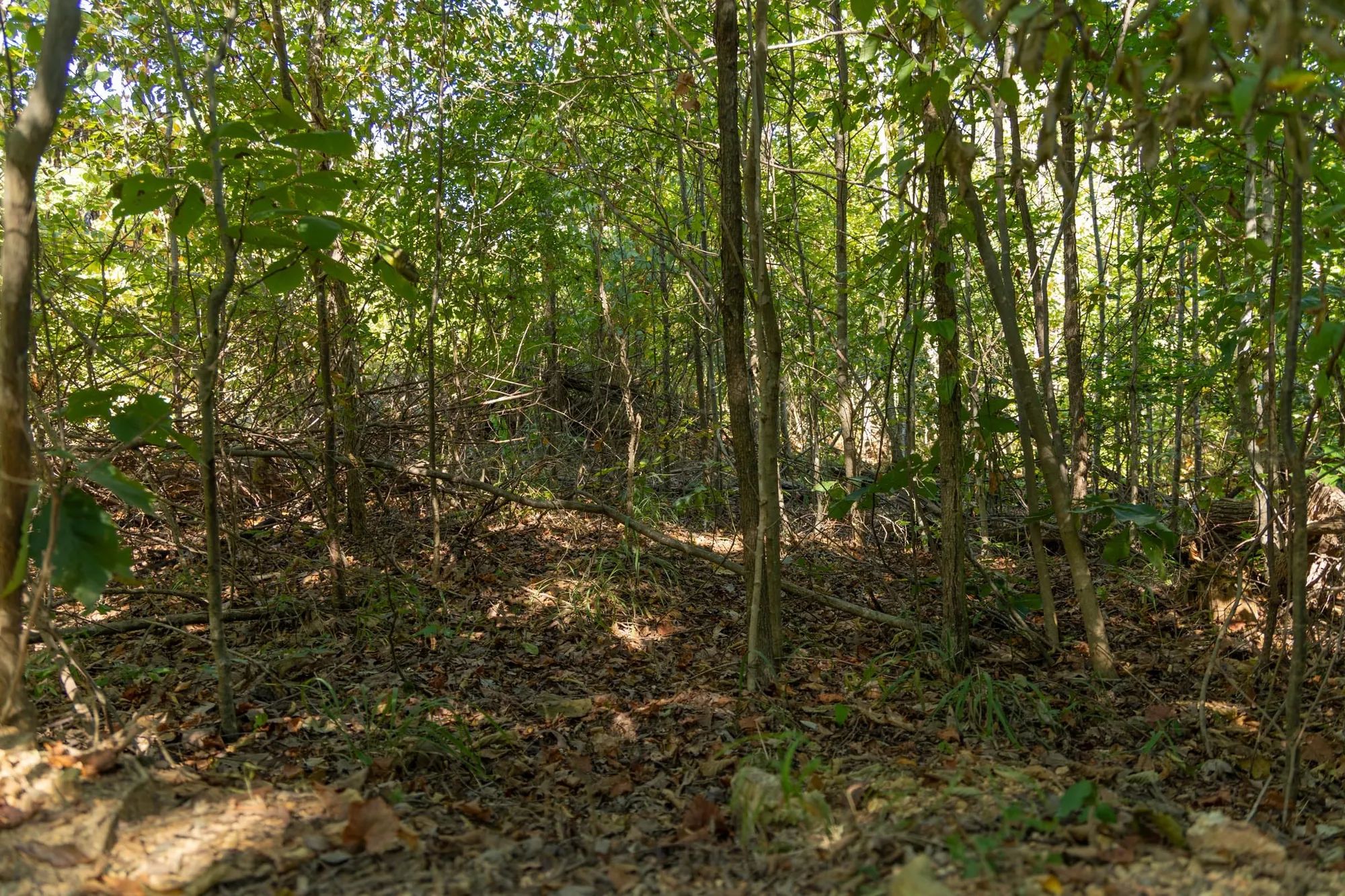 Big White Oak Tract 102