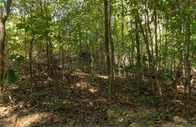 Big White Oak Tract 102
