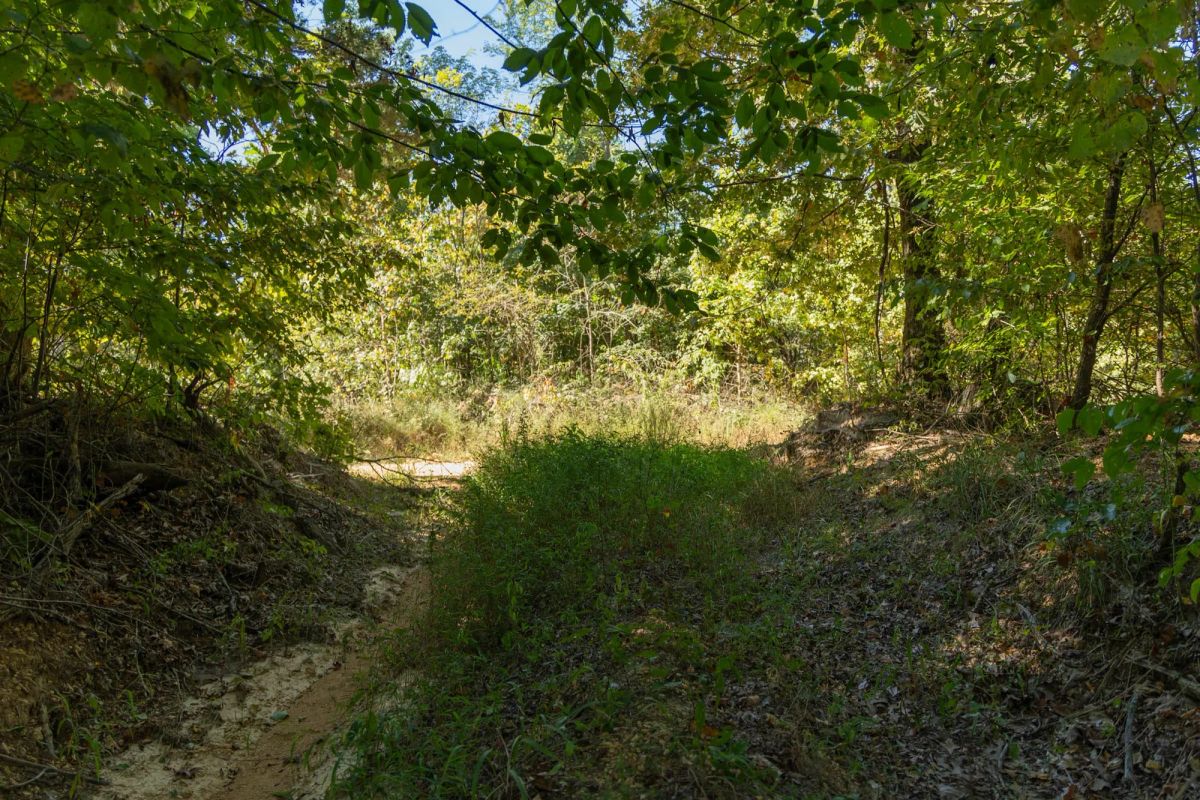 Big White Oak Tract 102 - Image 2