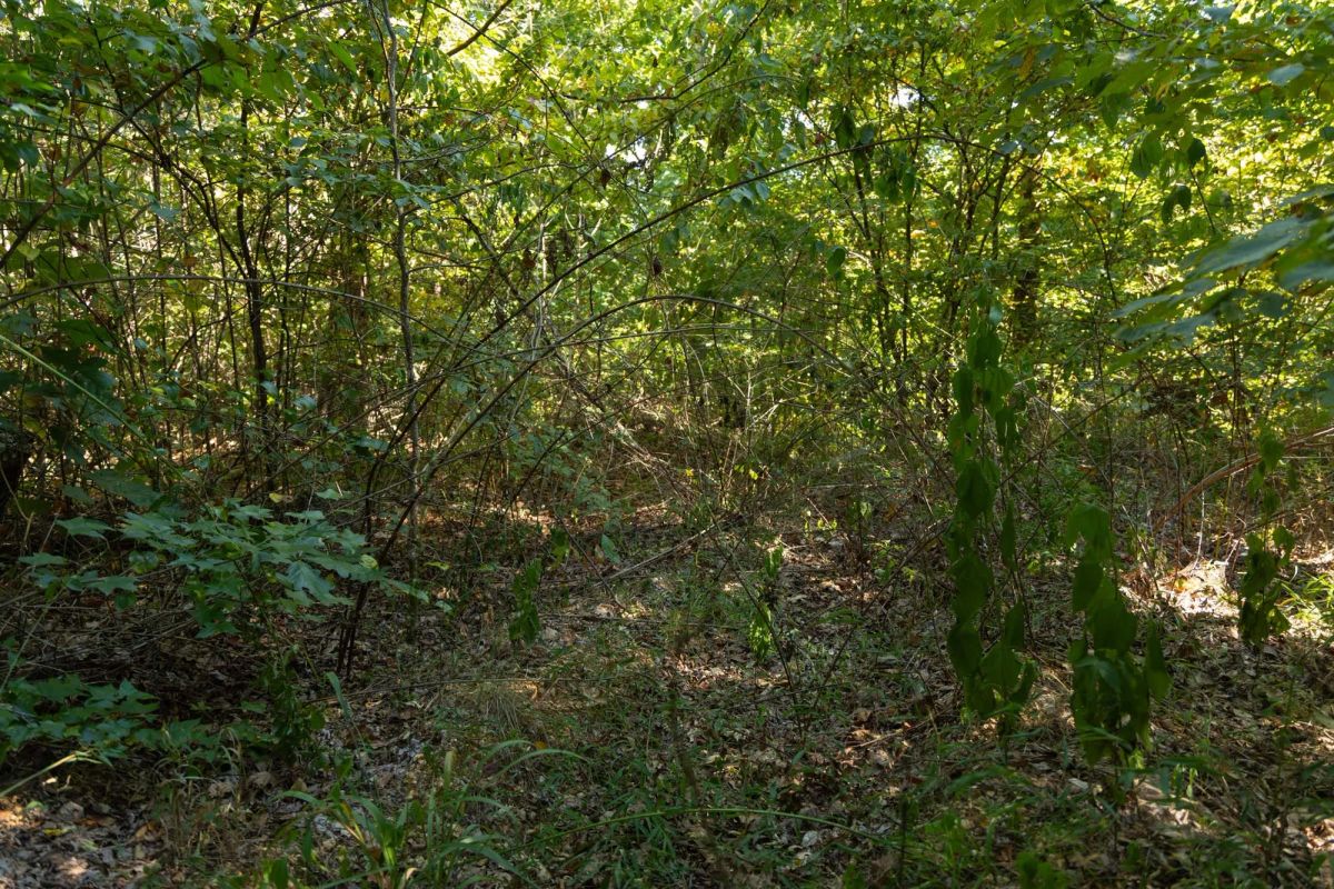 Decorative background for Big White Oak Tract 102 image 7