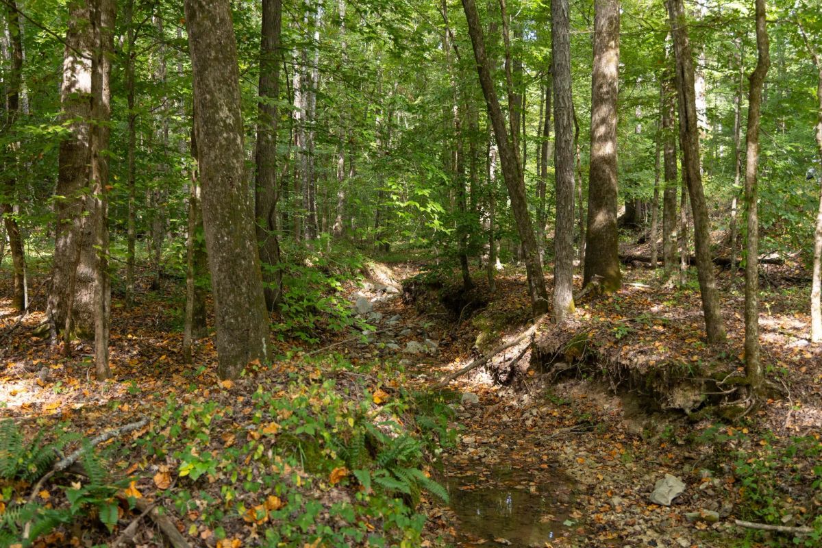 Decorative background for Big White Oak Tract 102 image 8