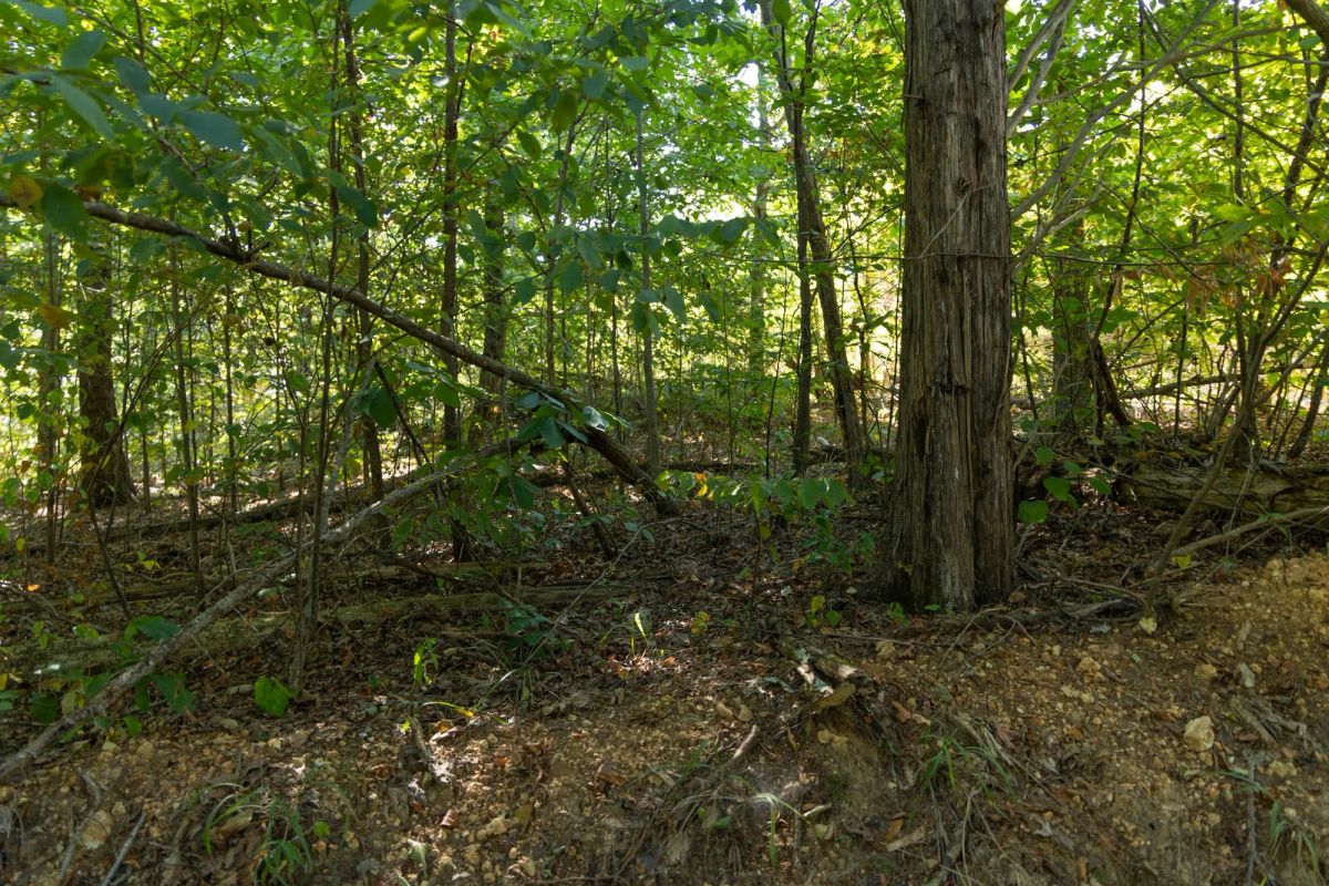 Decorative background for Big White Oak Tract 102 image 9