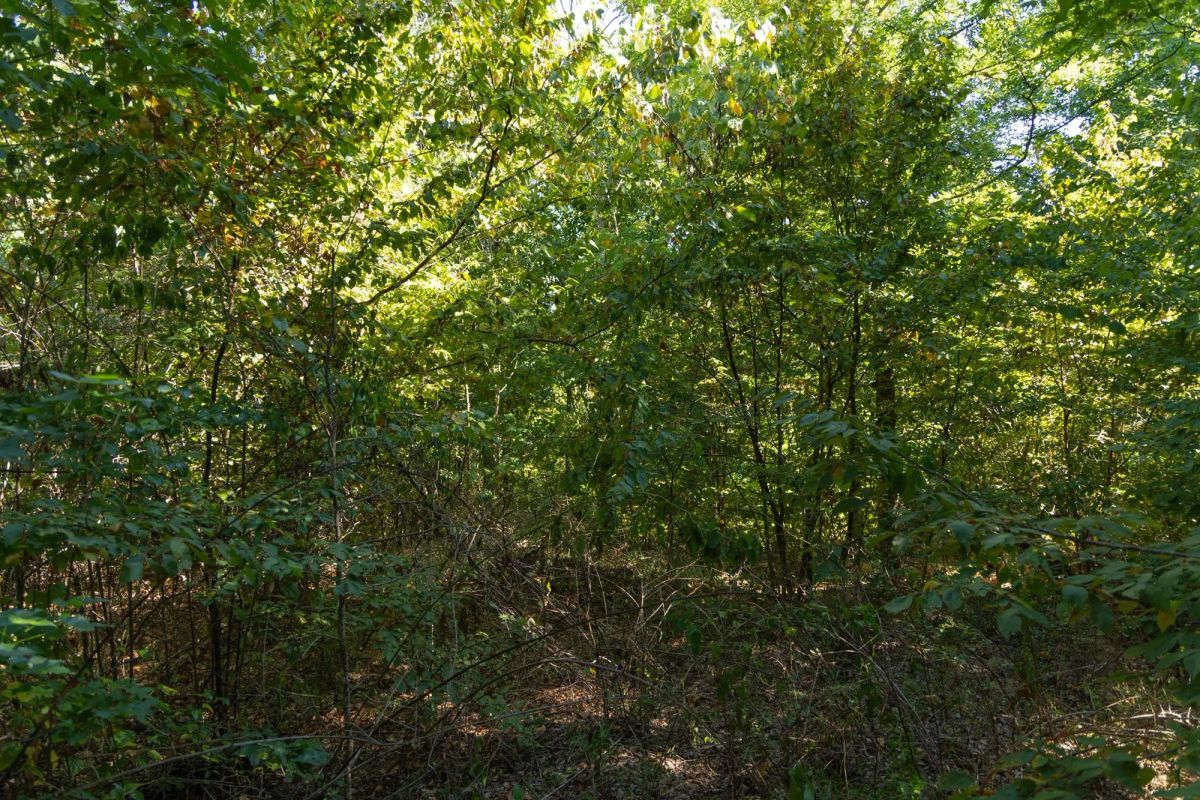 Decorative background for Big White Oak Tract 102 image 10