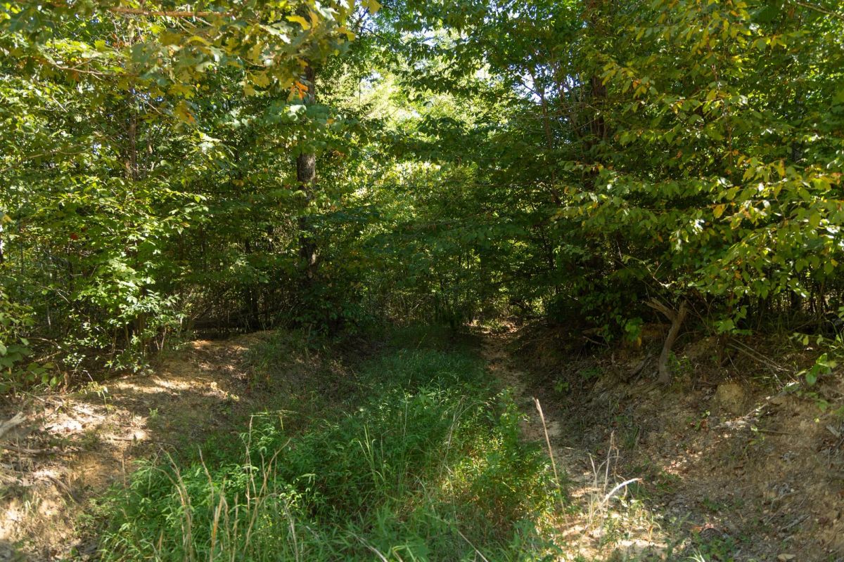 Decorative background for Big White Oak Tract 102 image 11
