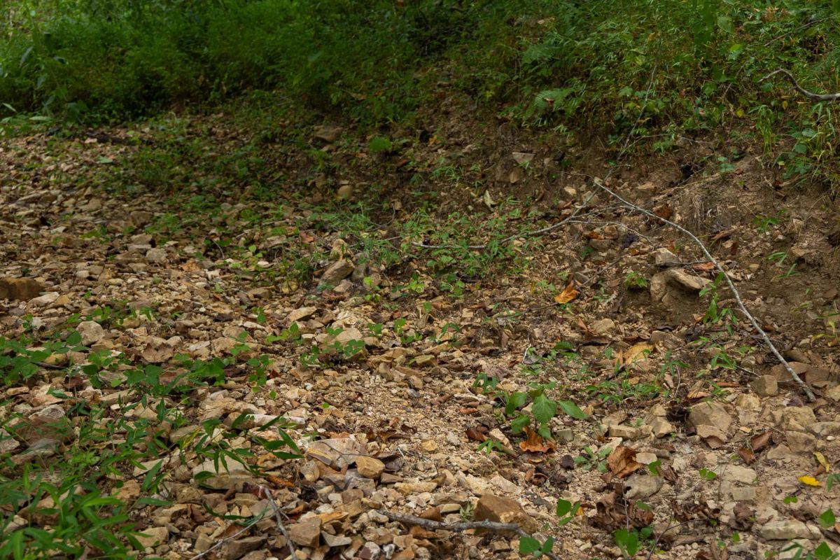 Decorative background for Big White Oak Tract 102 image 13
