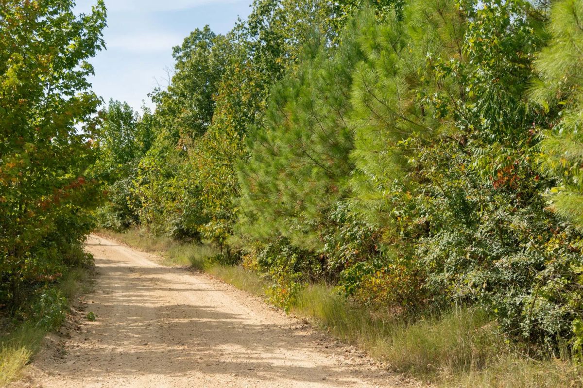 Big White Oak Tract 40 - Image 2