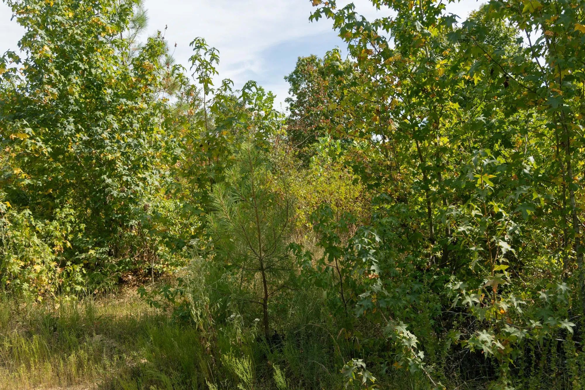 Big White Oak Tract 40 in Perry County, TN