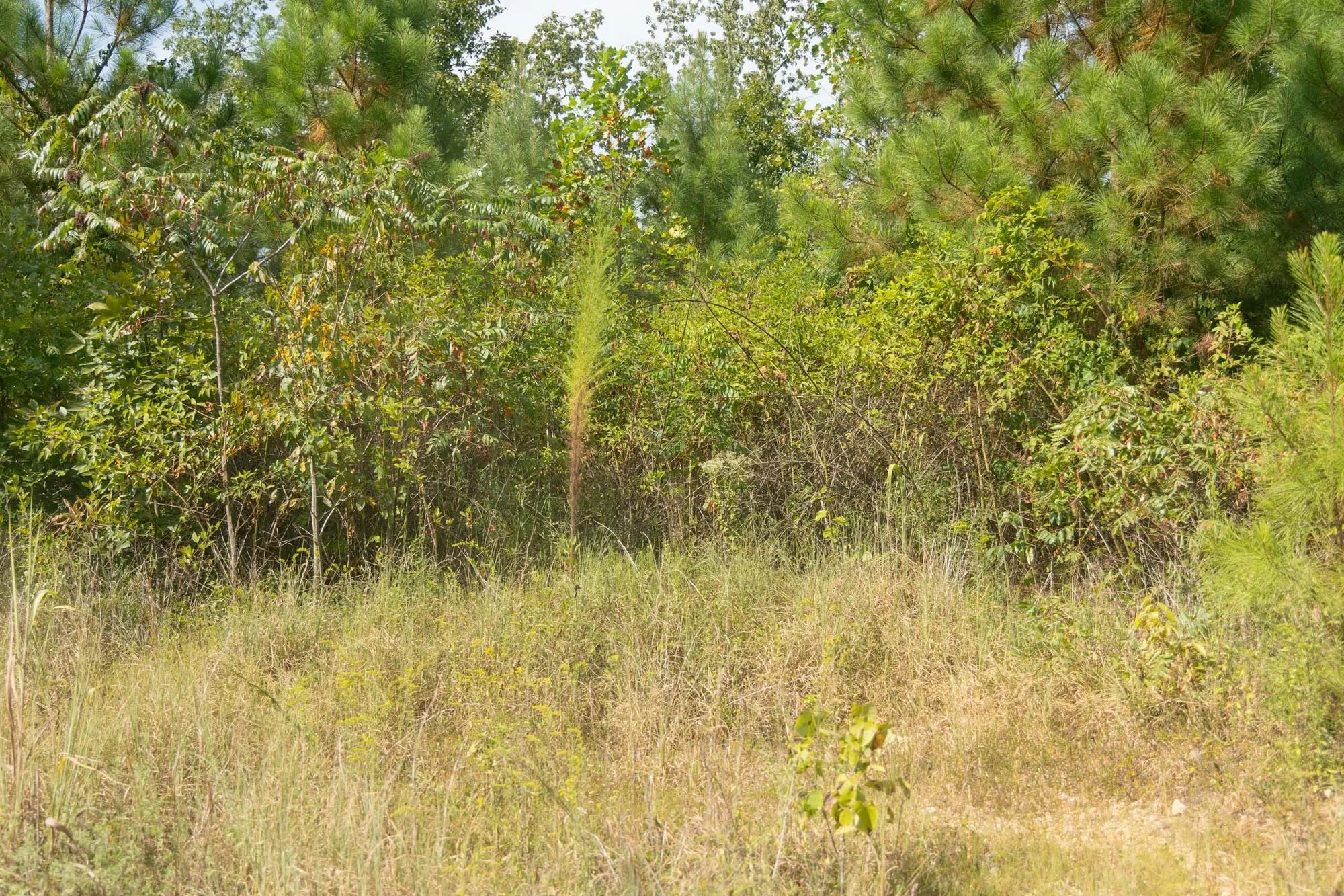 Big White Oak Tract 40 in Perry County, TN