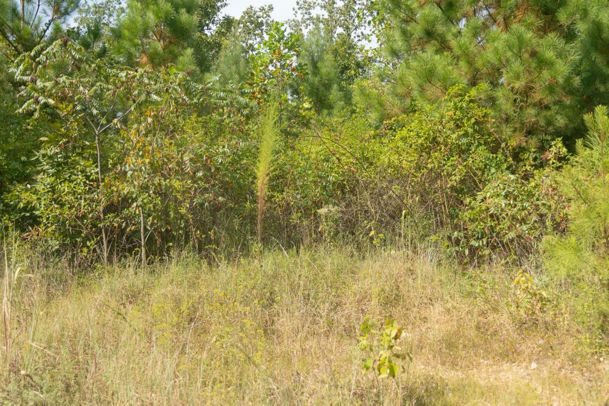 Big White Oak Tract 40 - Image 4
