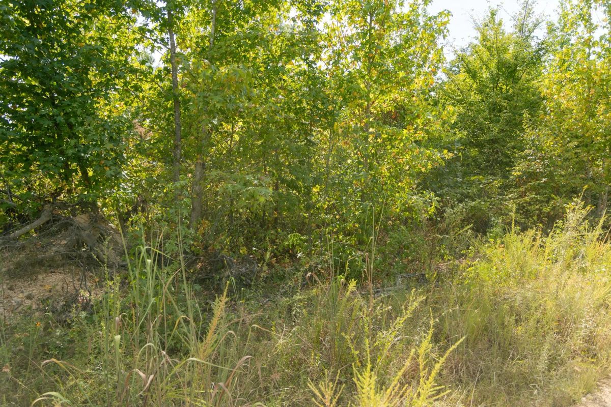 Decorative background for Big White Oak Tract 40 image 5