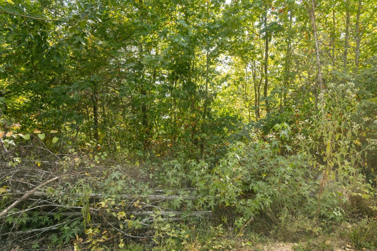 Decorative background for Big White Oak Tract 40 image 8