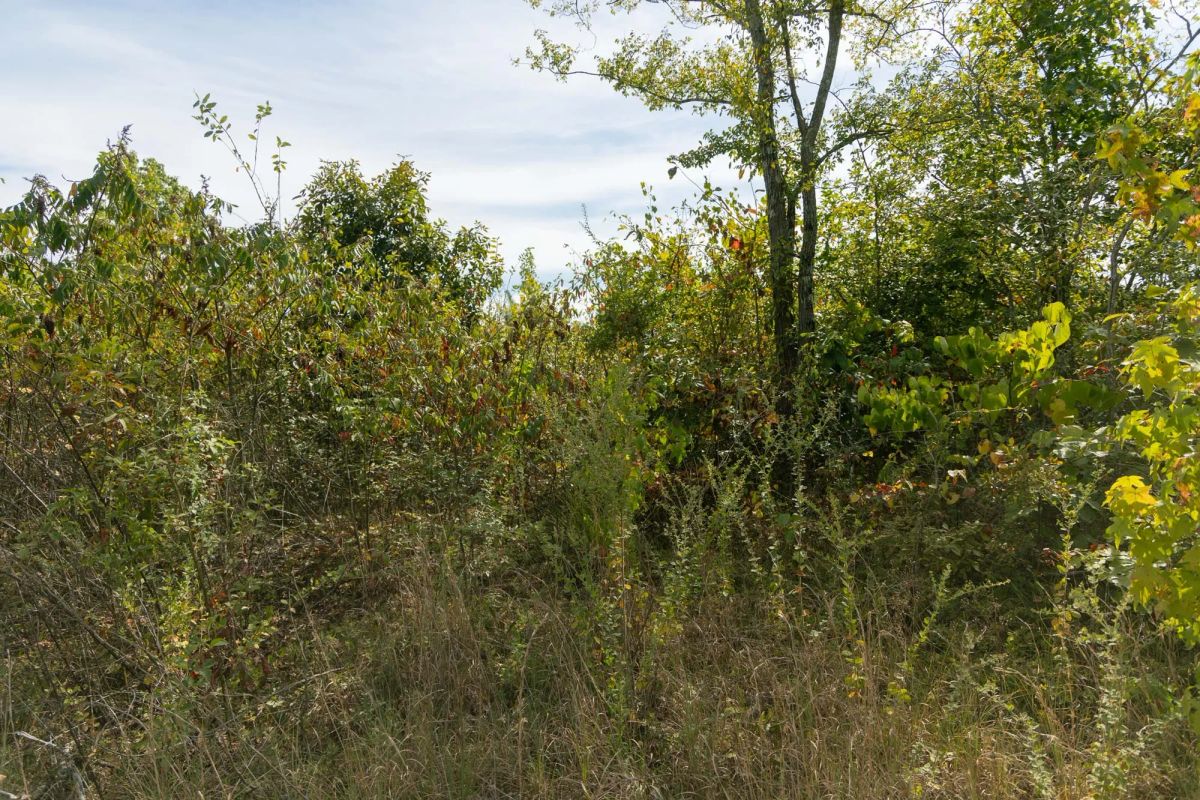 Decorative background for Big White Oak Tract 40 image 9