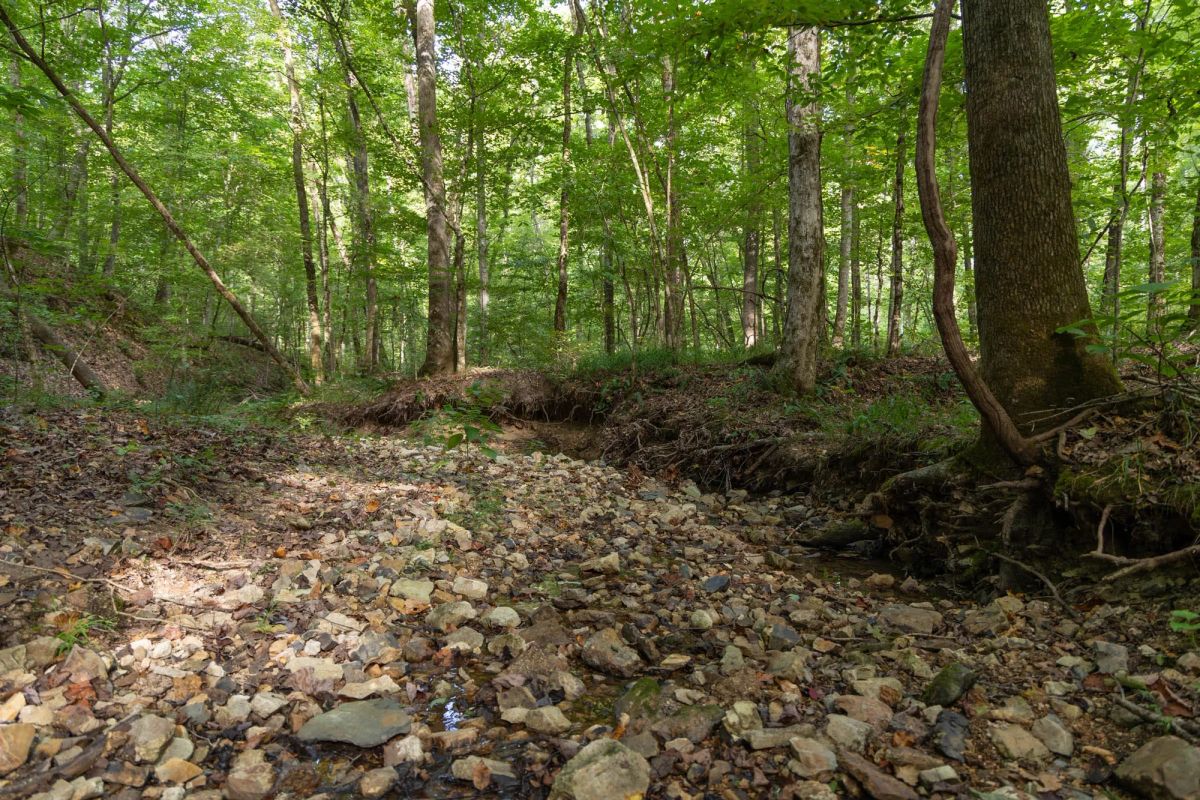Big White Oak Tract 20 - Image 2
