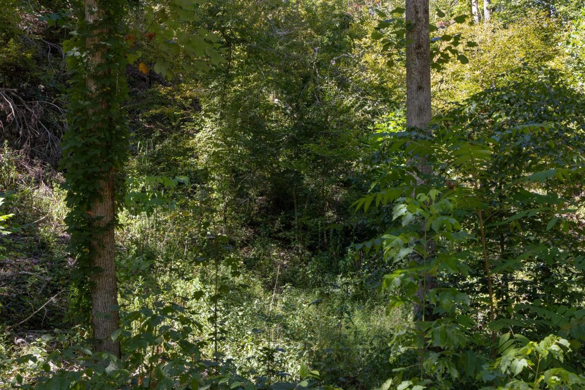 Big White Oak Tract 20 - Image 3