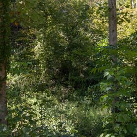Big White Oak Tract 20 in Perry County, TN