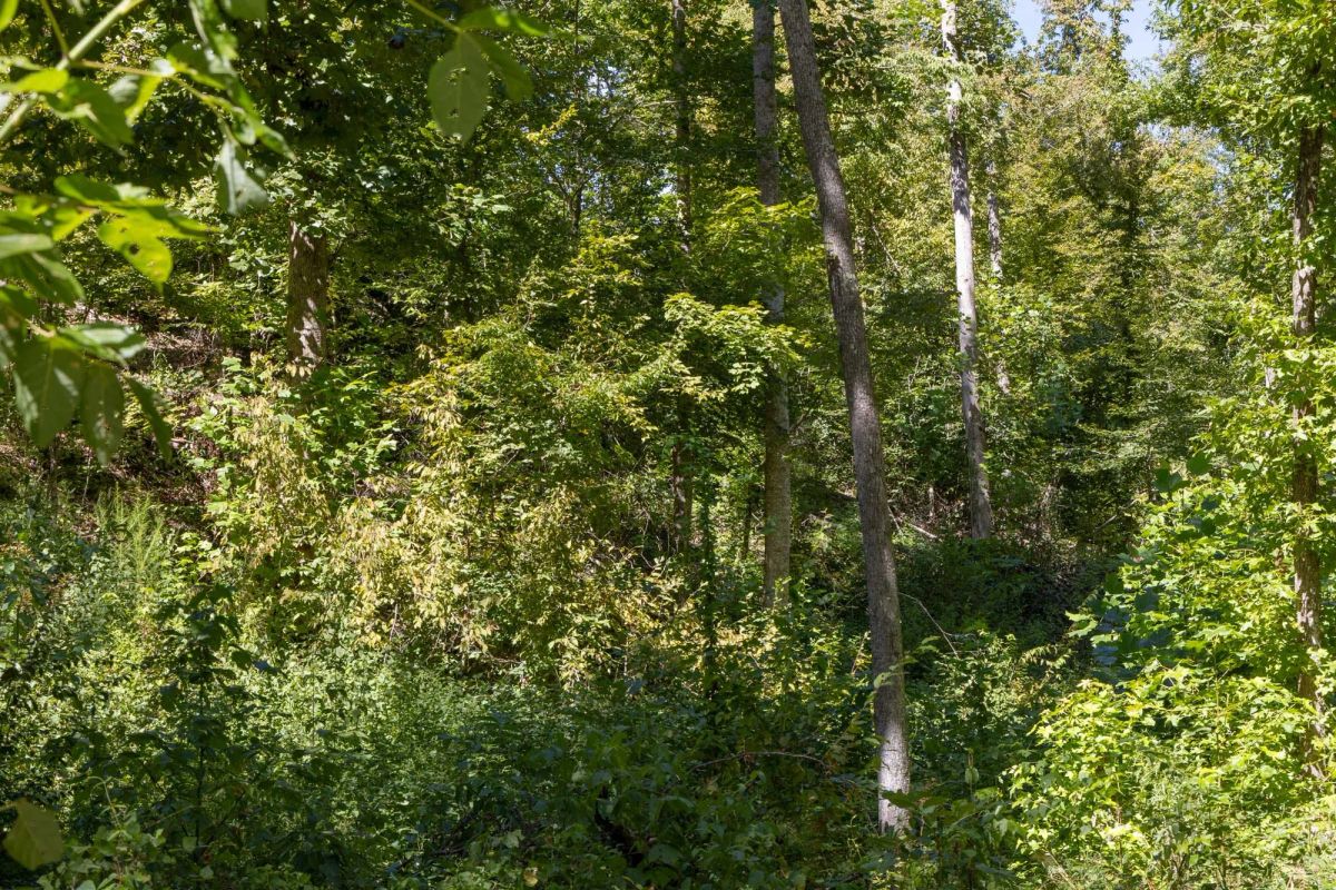 Decorative background for Big White Oak Tract 20 image 5