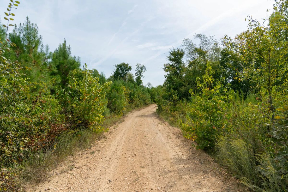 Decorative background for Big White Oak Tract 20 image 6