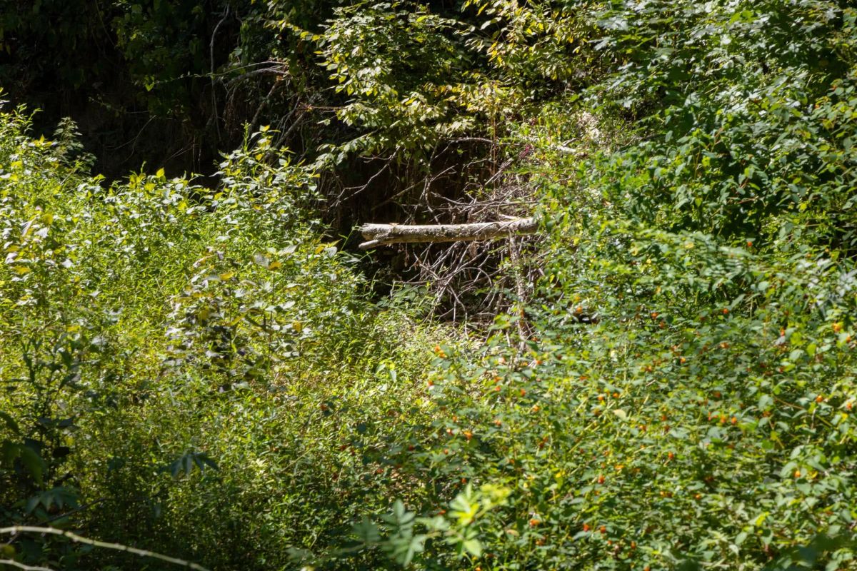 Decorative background for Big White Oak Tract 20 image 7