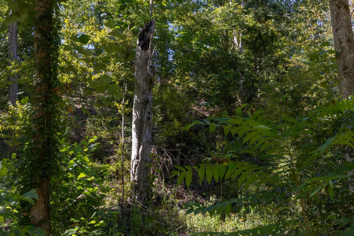 Decorative background for Big White Oak Tract 20 image 8