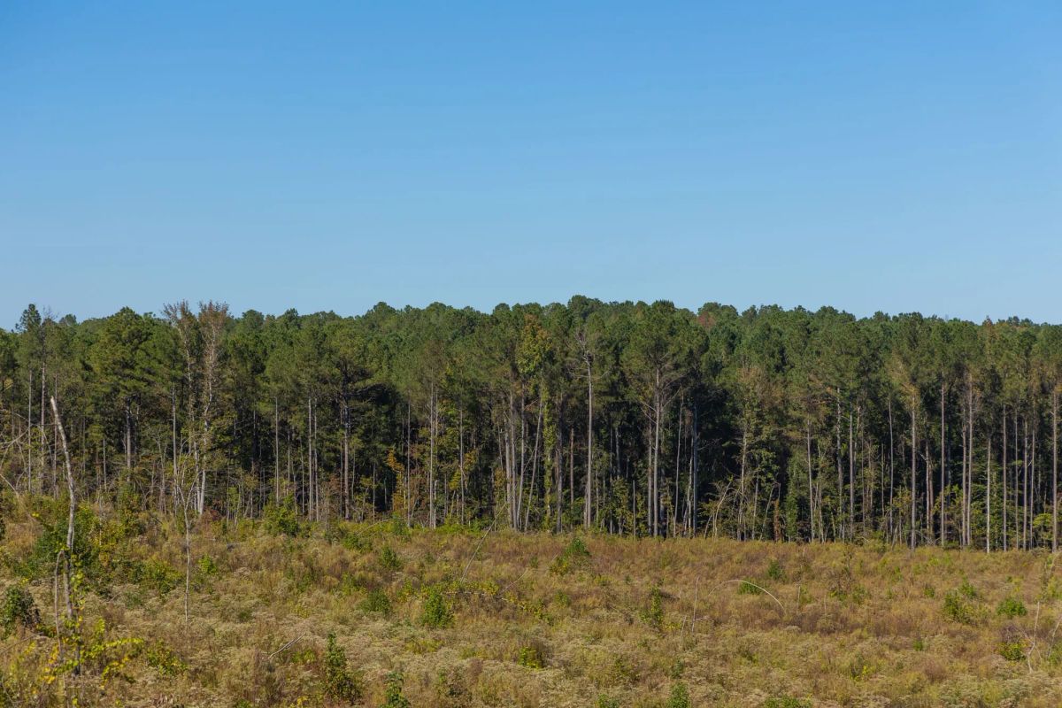 Decorative background for Meyer’s Ridge Tract 27 image 5