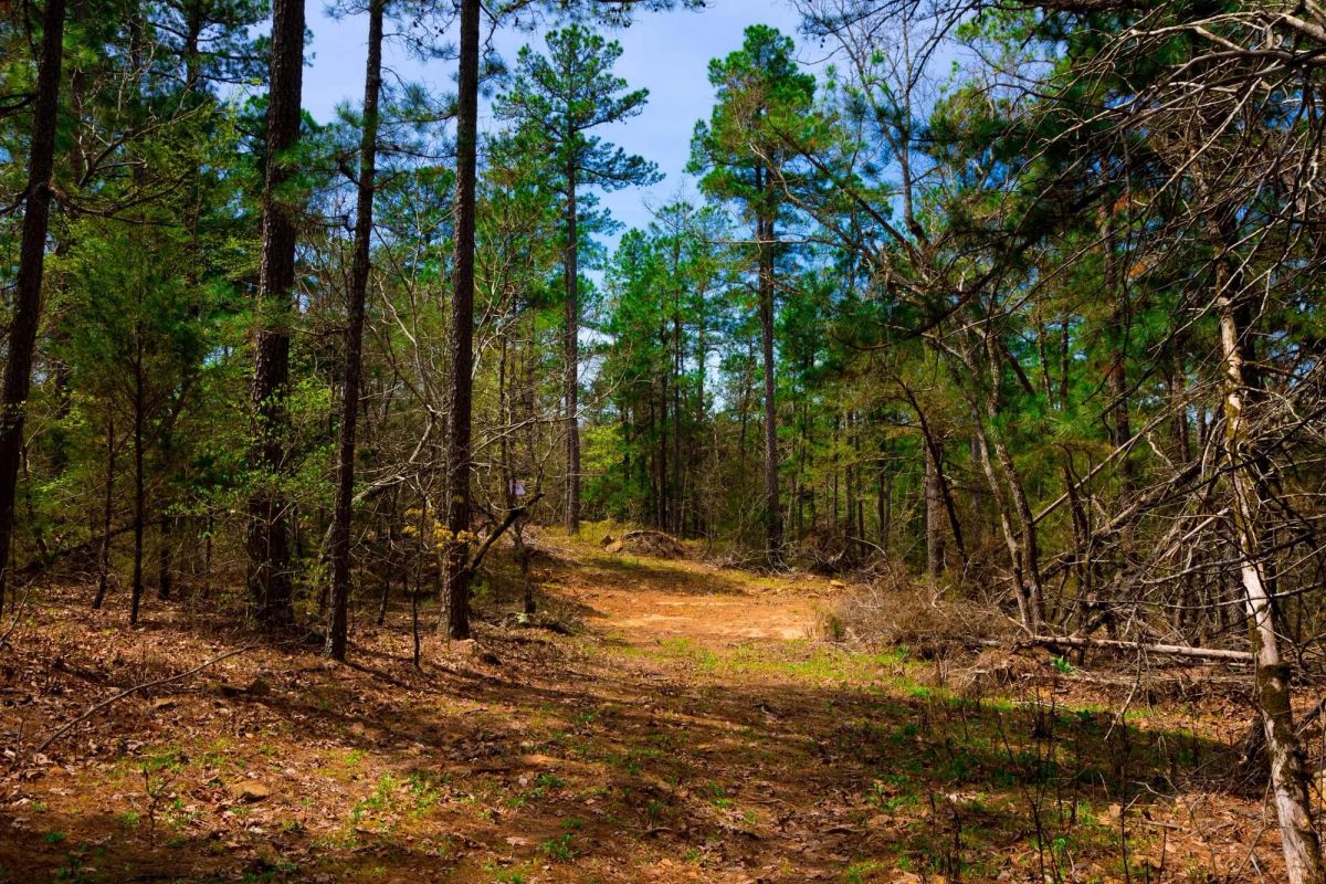 Decorative background for Stone Creek Phase II Tract 210 image 7