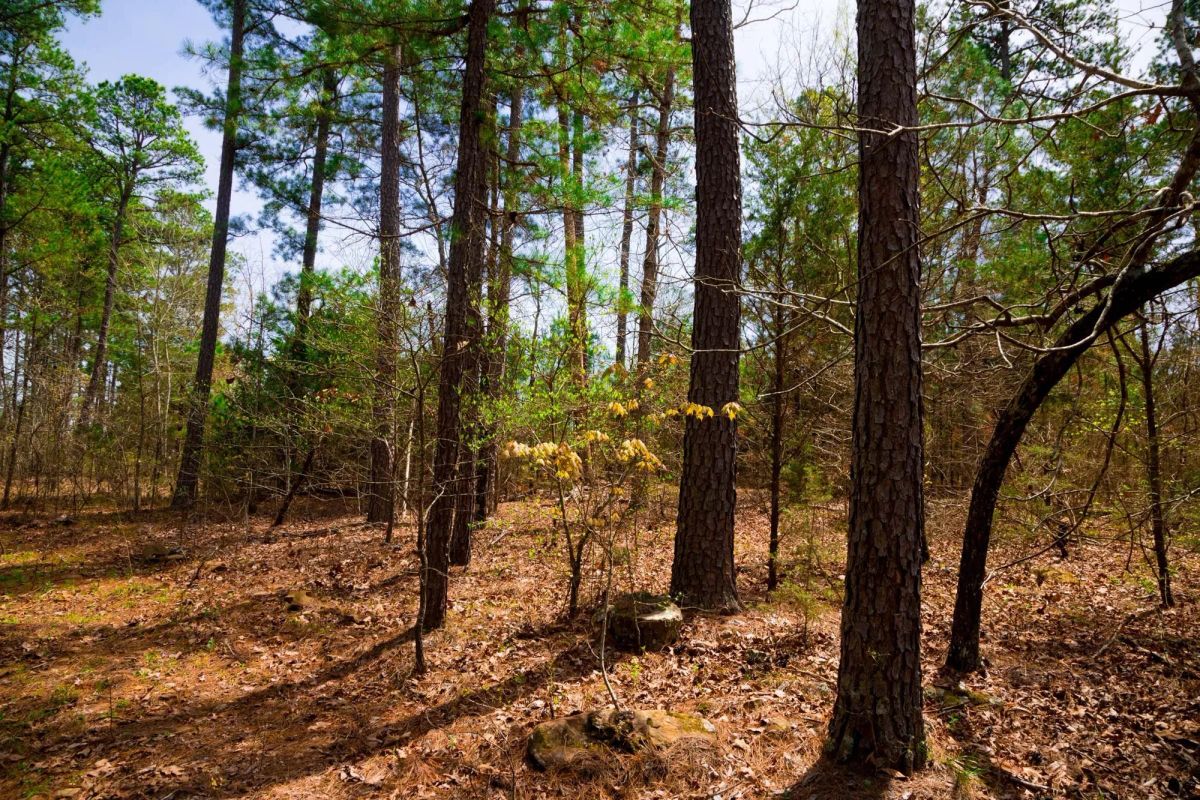 Decorative background for Stone Creek Phase II Tract 210 image 8