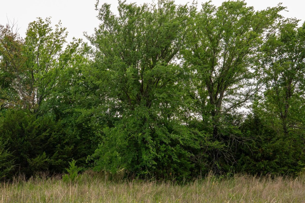 Prairie Grove Tract 3 - Image 4
