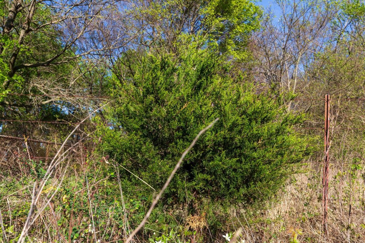 Decorative background for Prairie Grove Tract 3 image 9