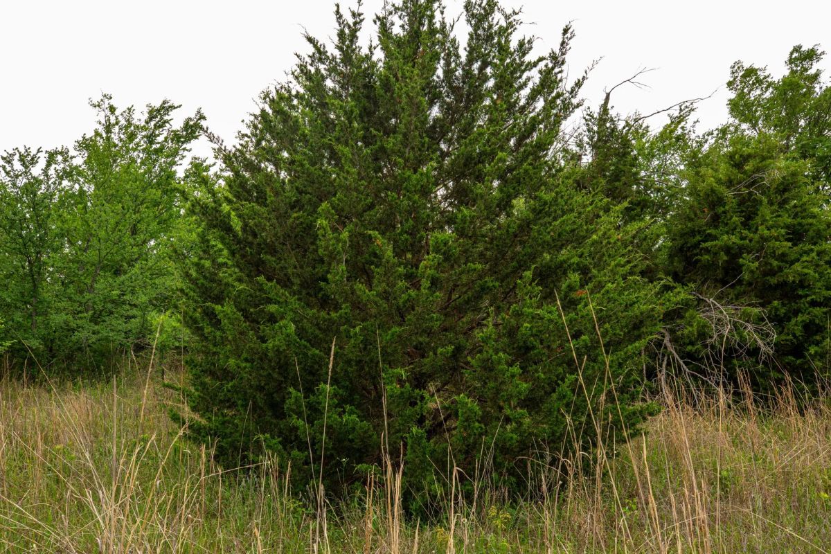 Decorative background for Prairie Grove Tract 3 image 13
