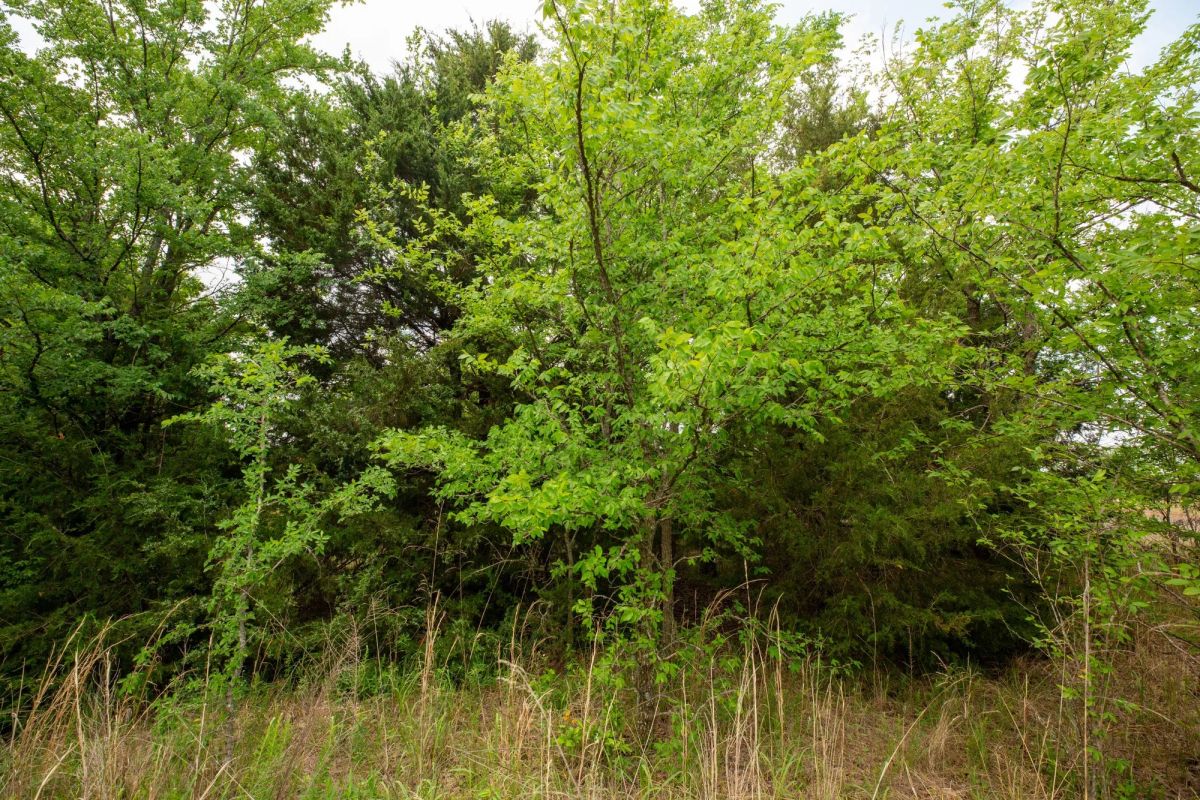 Decorative background for Prairie Grove Tract 3 image 23