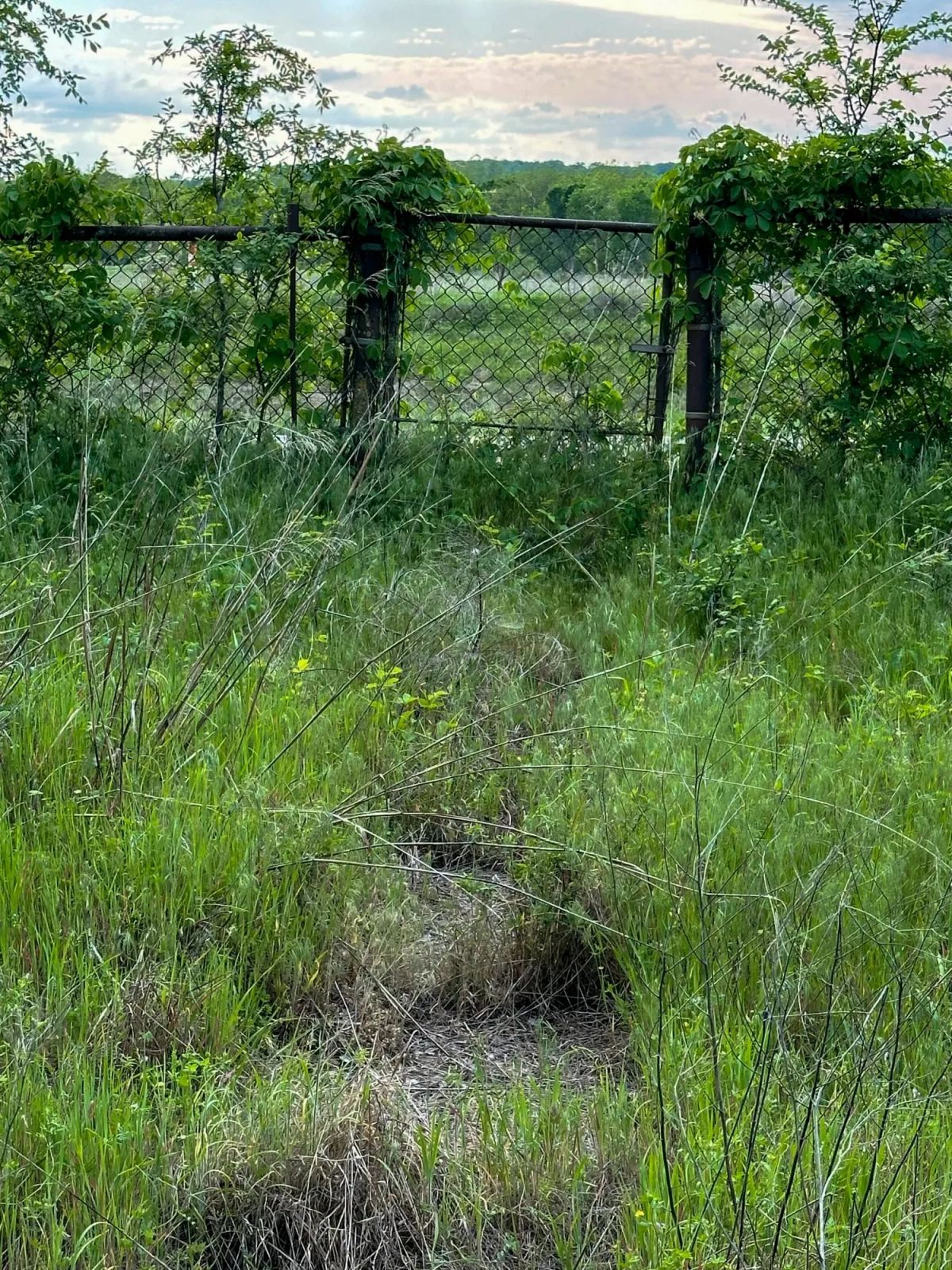Decorative background for Prairie Grove Tract 3 image 24